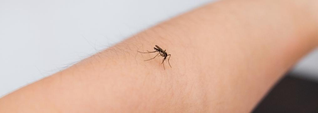 Zanzare: quali sono i pericoli