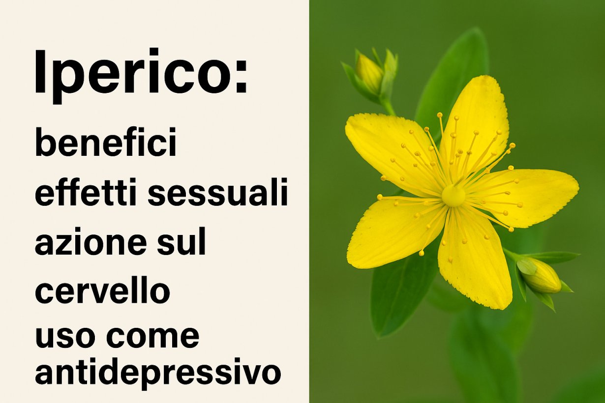 Iperico: benefici, effetti sessuali, azione sul cervello e uso come antidepressivo Iperico: benefici, effetti sessuali, azione sul cervello e uso come antidepressivo