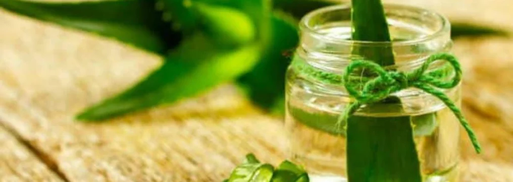 Rimedi naturali contro le zanzare