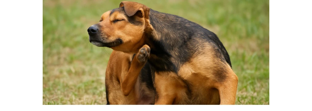 Come Riconoscere e Eliminare le Pulci nel Cane: Guida Completa