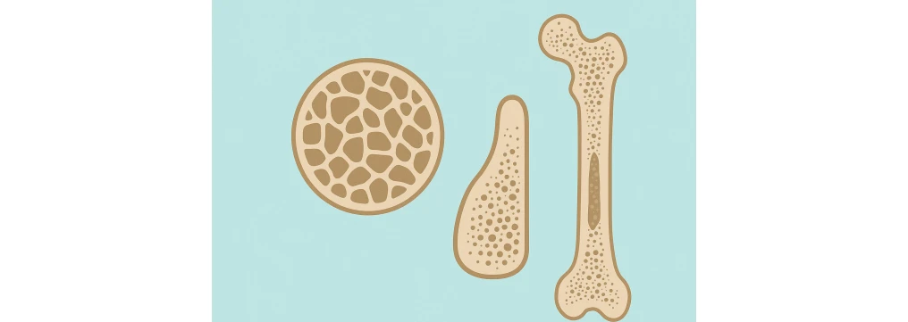 Densità Ossea: Valori Ideali, Come Aumentarla e Differenza tra MOC e Densitometria Ossea