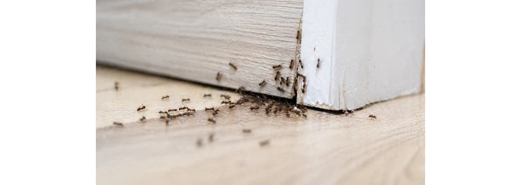 Come eliminare le formiche in casa: da dove escono, come trovare il nido e cosa fare per allontanarle davvero