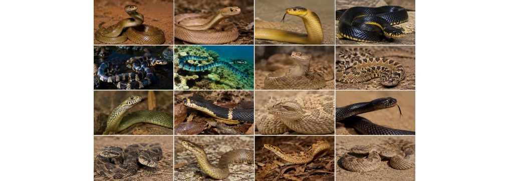 Serpenti più velenosi al mondo: classifica, pericoli e antidoti Serpenti più velenosi al mondo: classifica, pericoli e antidoti