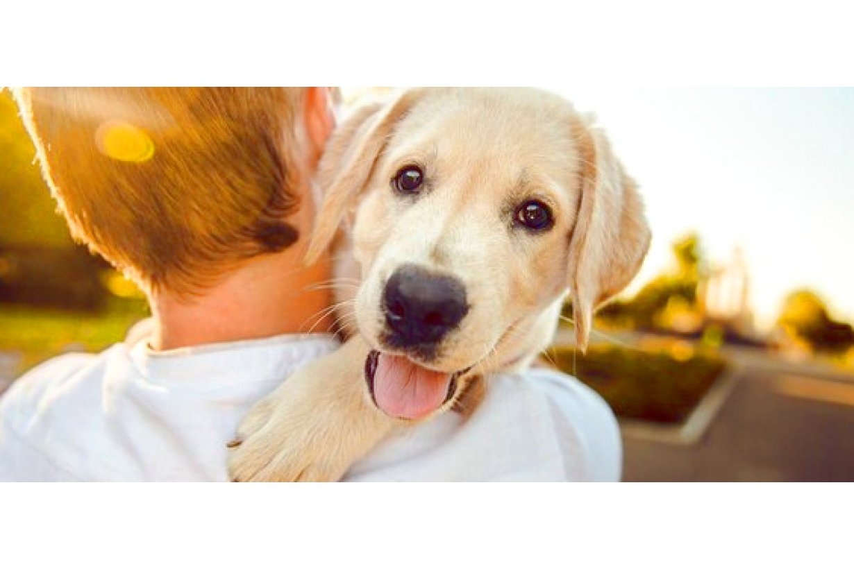 Antiparassitario per cani : quale scegliere e quando metterlo?