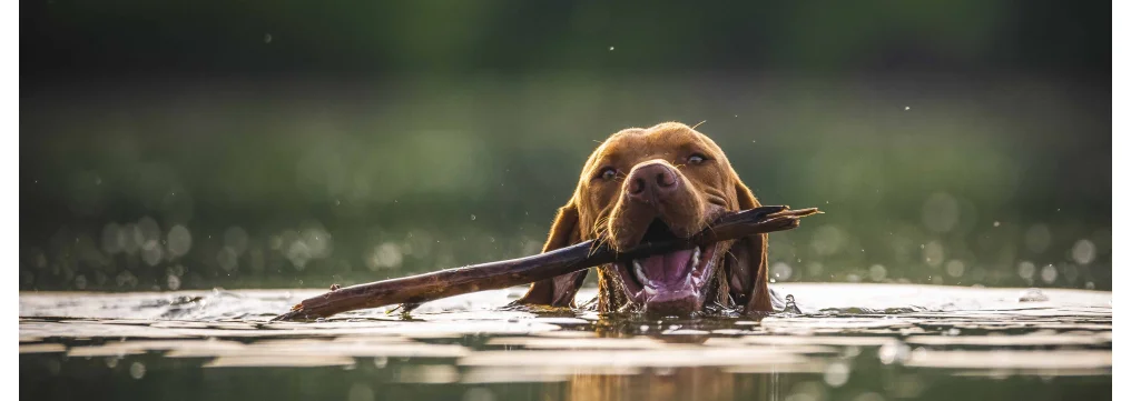 Integratori per cani:  quali sono i migliori e perchè acquistarli