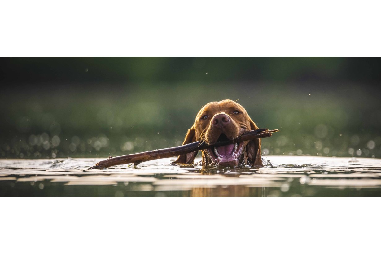 Integratori per cani:  quali sono i migliori e perchè acquistarli