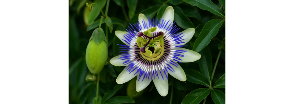 Frutto della passiflora: commestibilità, rischi e varietà da conoscere