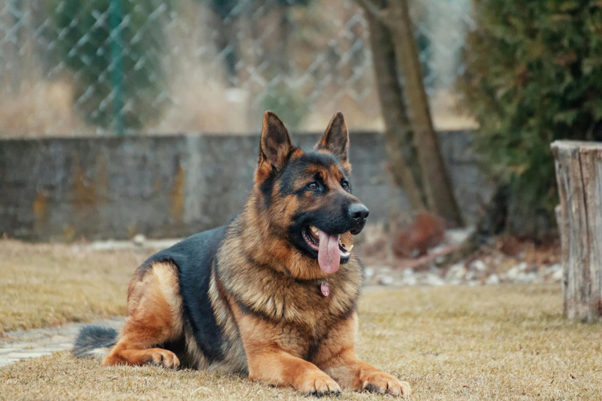 Come Eliminare Pulci e Zecche nei Cani: Guida Completa alle Soluzioni Efficaci