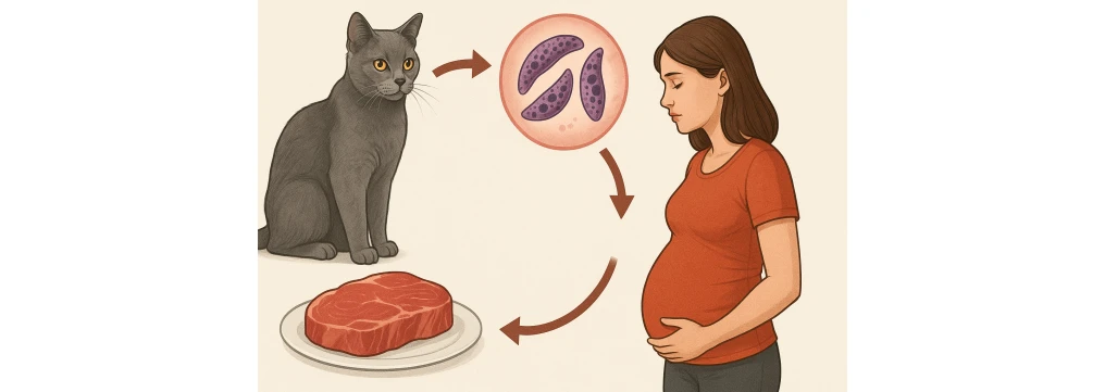 Toxoplasmosi: come riconoscerla, dove si trova e come si trasmette