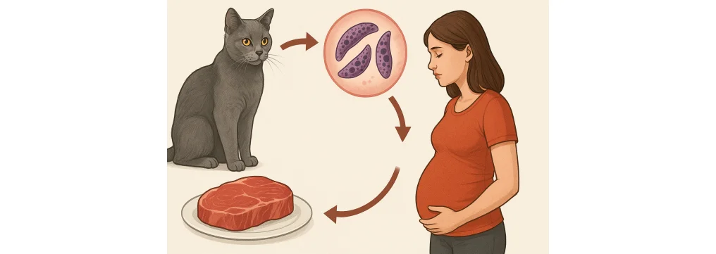 Toxoplasmosi: come riconoscerla, dove si trova e come si trasmette