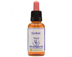 Gorse essenza 30 ml - fiore di Bach Gorse per speranza e fiducia