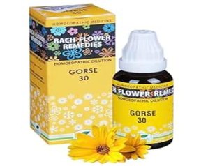 Gorse Fiori di Bach Gocce 30 ml Oti – Rimedio Floreale Naturale in Gocce