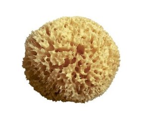 CA-MI Spugna Arcipelago 14cm