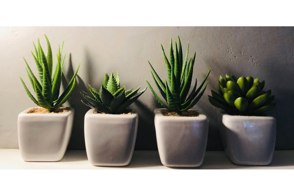 Aloe Vera: Proprietà , Benefici ed Utilizzi