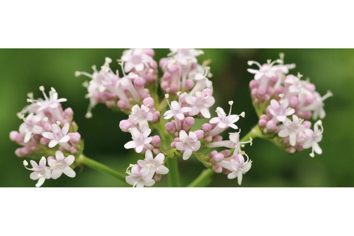 Valeriana: proprietà, benefici, come utilizzarla ed integratori
