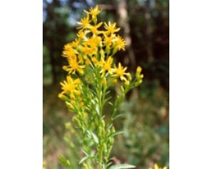 TSA SOLIDAGO VIRGAUREA 50ML