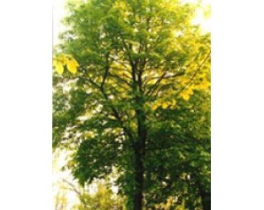TSA Tilia europea 50 ml - estratto vegetale di tiglio europeo in gocce