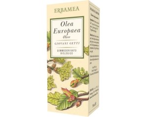 OLEA EUROPEA OLIVO 50ML