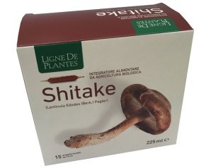 LIGNE SHITAKE BIO 15AMP 15ML